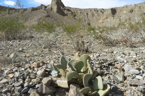 Wildrose - Death Valley National Park