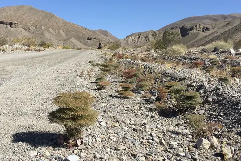 Wildrose - Death Valley National Park