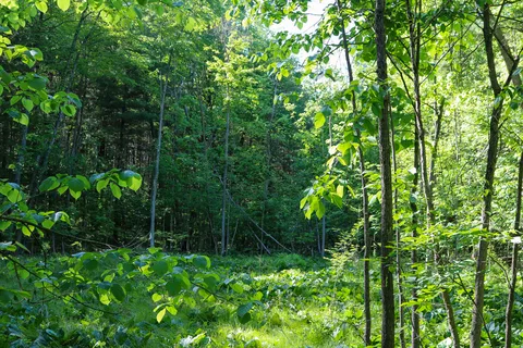 Detach Primitive Campground