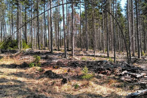 Erving State Forest