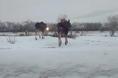 Buffalo Trails Campground