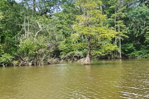 Live Oak Landing