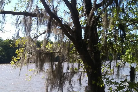 Live Oak Landing