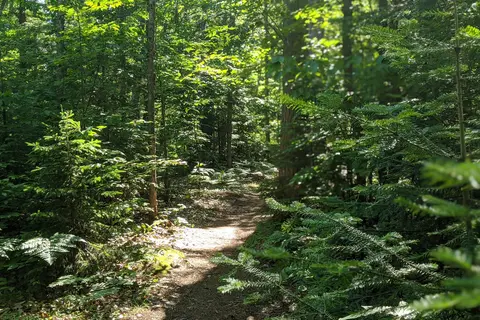 Rivermouth Pines - Tahquamenon Falls State Park