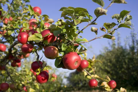 The Campground at Big B's Delicious Orchards