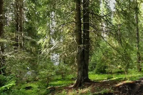 Rustic Acres RV Resort & Campground