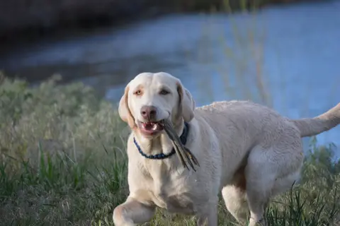 Rio Blanco Lake State Wildlife Area
