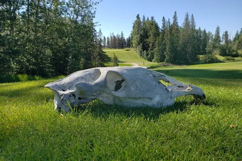 Wolf Creek Golf Resort