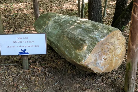 Mississippi Petrified Forest Campground