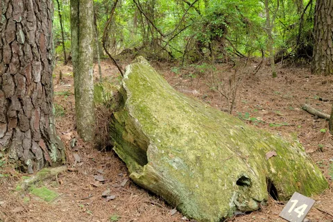 Mississippi Petrified Forest Campground
