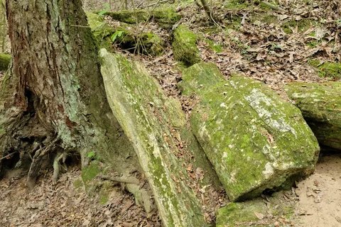 Mississippi Petrified Forest Campground