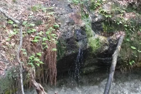 Weeping Ridge - Torreya State Park