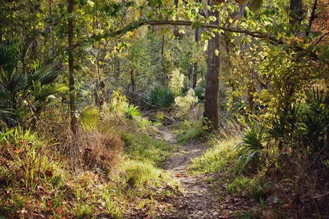 Weeping Ridge - Torreya State Park