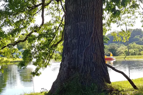 Big Arb's Campground