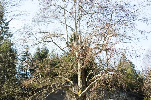 Cedar Grove RV Park and Campground