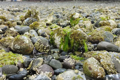 Scenic Beach State Park