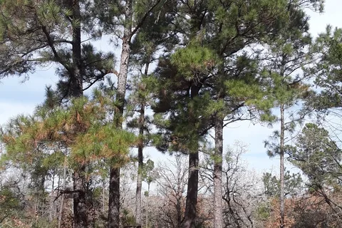 Lost Pines RV Park