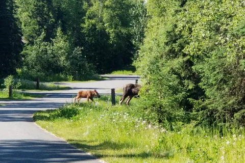 Eagle River Campground - Chugach State Park