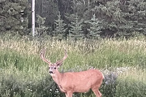 MamaYeh RV Park