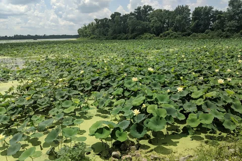 Horseshoe Lake State Park