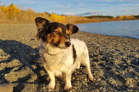 Teslin Lake Campground