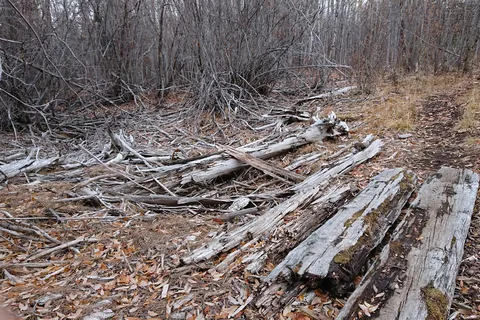 Teslin Lake Campground