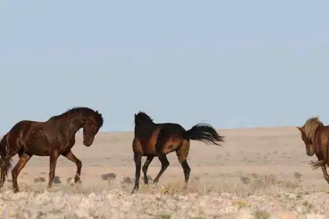 Piute State Park