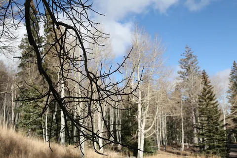 Whealer Peak Campground - Great Basin National Park