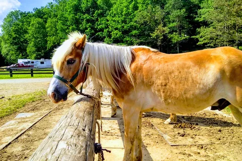 Bens Happy Trails Horsemens Camp