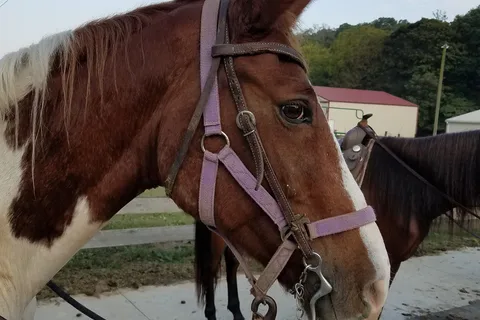 Bens Happy Trails Horsemens Camp