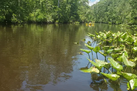 Shad Landing - Pocomoke River State Park