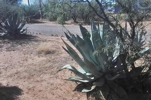 Quail Ridge RV Resort, ARIZONA