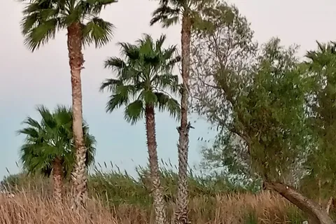 Lazy Palm Ranch