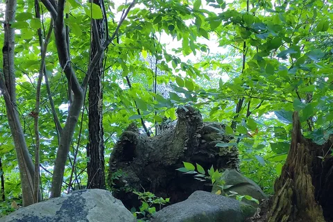 Swartswood State Park