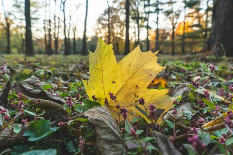 Prairie Creek Park