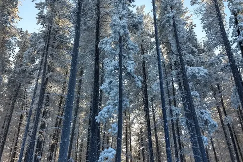 Centre Block - Cypress Hills Interprovincial Park - Alberta
