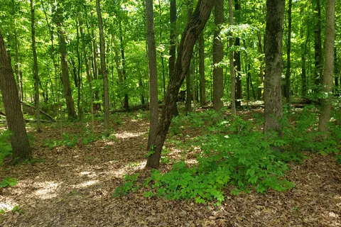 Fox Ridge State Park