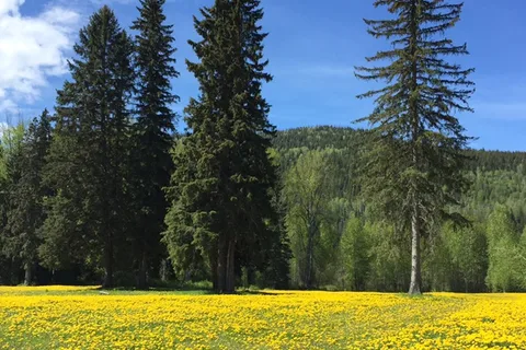 Wells Gray Golf Resort and RV Park