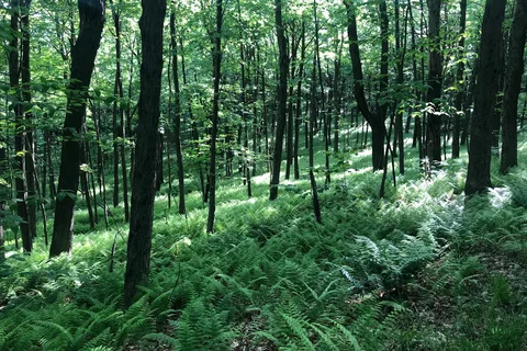 Blue Knob State Park