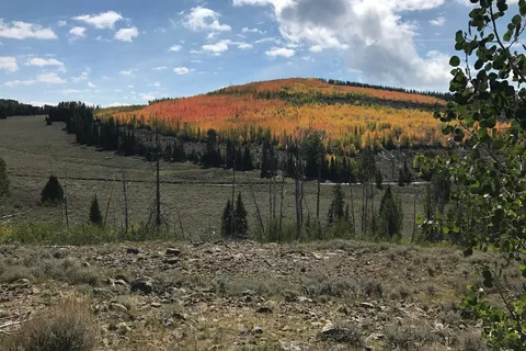 Pine Creek Cabins Resort