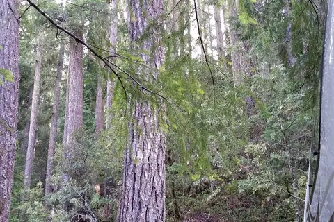 Cave Creek Campground - Oregon Caves NM
