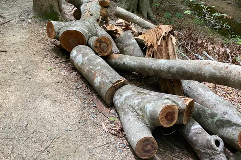 William B Umstead State Park
