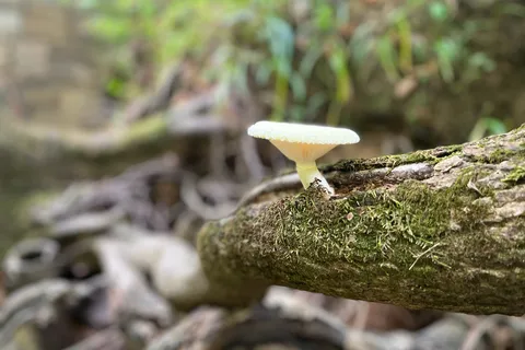 William B Umstead State Park
