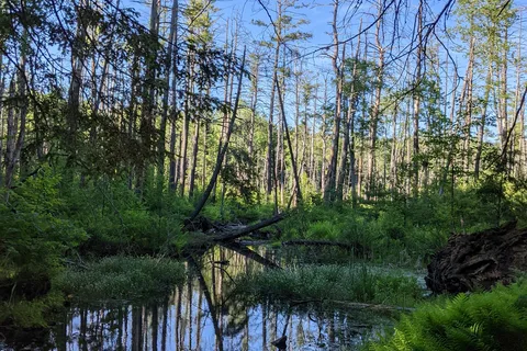 Chenango Valley State Park
