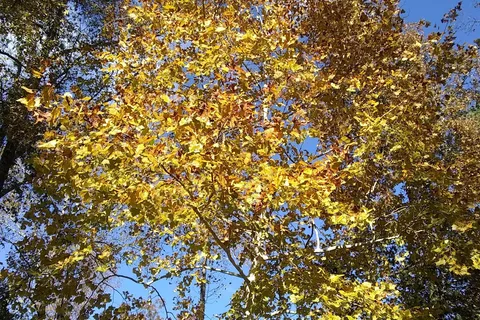 Cotton Patch RV Campground