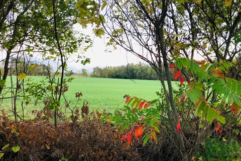 Willow Lake Park