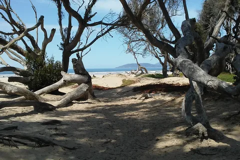 North Beach - Pismo State Beach