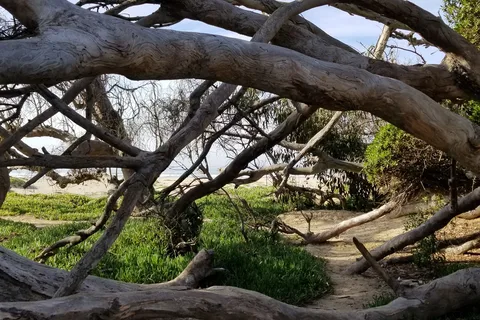 North Beach - Pismo State Beach