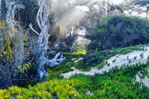 North Beach - Pismo State Beach