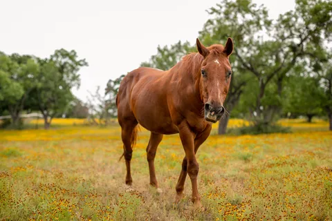Freedom Lives RV Ranch Resort